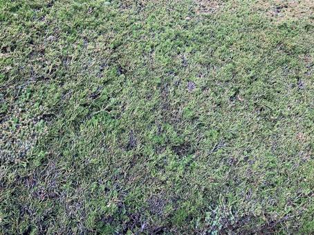 Pruned shrubs, JPG Pruned shrubs, JPG