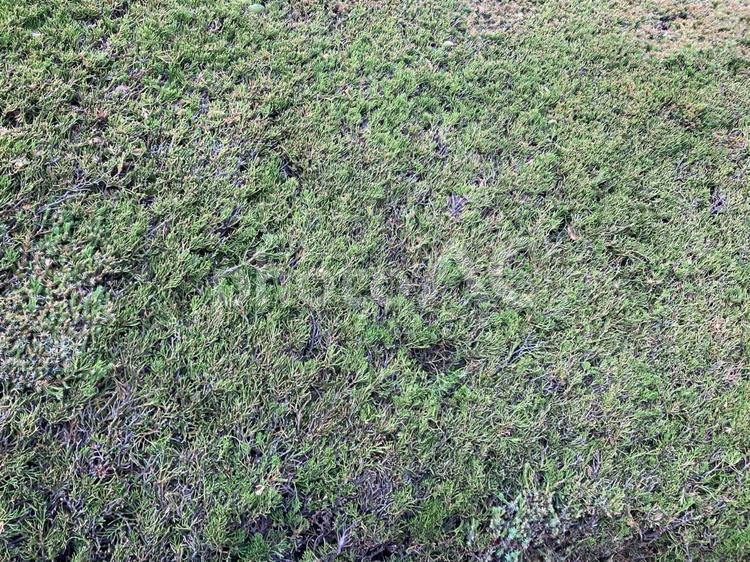 剪定された植え込み植物 剪定,植え込み,植物の写真素材