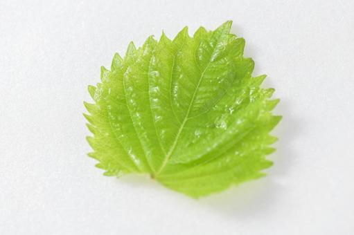フレッシュな大葉/青じそのイメージ素材 フレッシュな大葉/青じそのイメージ素材 大葉,青じそ,しその写真素材