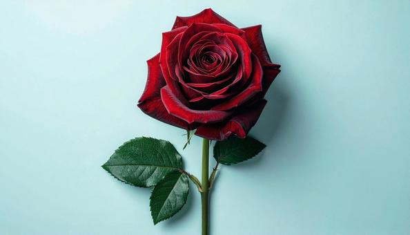 一輪の薔薇の花 一輪の薔薇の花の写真