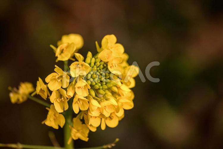 ＜五島の春景＞冬に咲いた夜明けの菜の花 花,菜の花,植物の写真素材