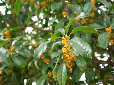 キンモクセイの写真