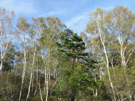 日本一美しい長野、八千穂高原の白樺群生地 日本一美しい長野、八千穂高原の白樺群生地の写真