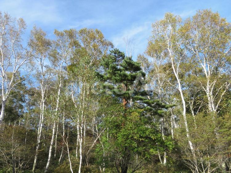 日本一美しい長野、八千穂高原の白樺群生地 八千穂高原,白樺林,シラカバの写真素材