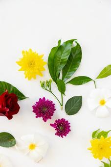 花と葉 花,ガーベラ,葉の写真素材