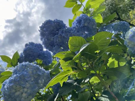 紫陽花 紫陽花の写真
