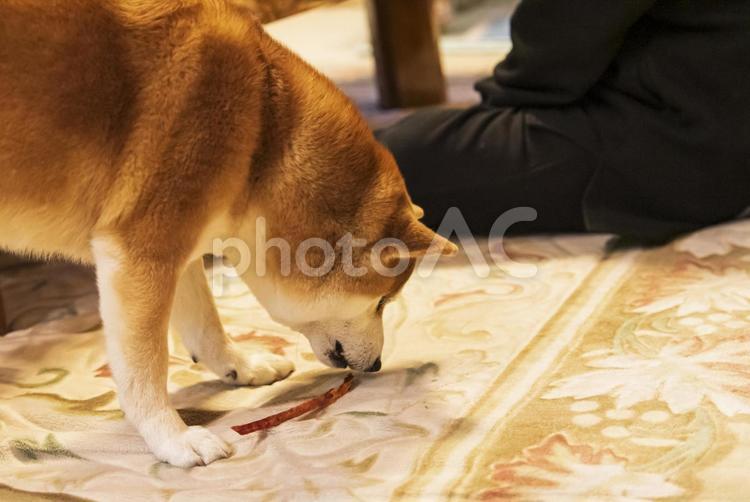 おやつを夢中になってワイルドに食べる柴犬 柴犬,しばいぬ,日本犬の写真素材