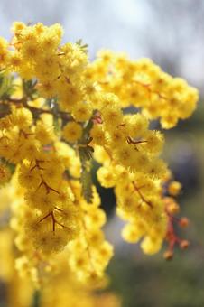 アカシア アカシア,春,季節の写真素材