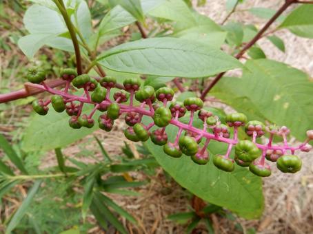 【植物写真】ヨウシュヤマゴボウ 【植物写真】ヨウシュヤマゴボウの写真