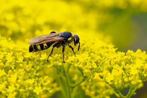 オオモンツチバチ⑹ オオモンツチバチ⑹ 蜂,オオモンツチバチ,オスの写真素材