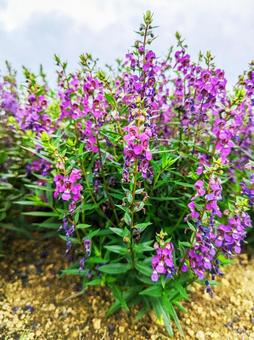 紫の花 紫の花の写真