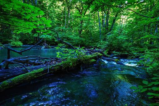 苔に覆われた倒木が横たわる美しい森の川 自然,森,川の写真素材
