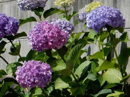 [Flower photo] Hydrangea flower, JPG