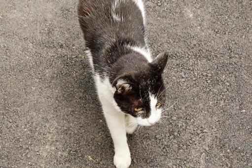 歩く野良猫 歩く野良猫の写真