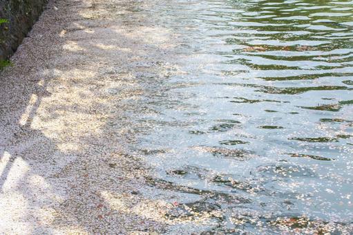 水面に浮かぶ桜の花びらの写真