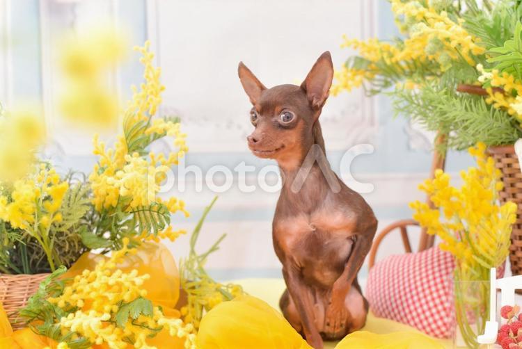 スンとしている犬 犬,イヌ,いぬの写真素材