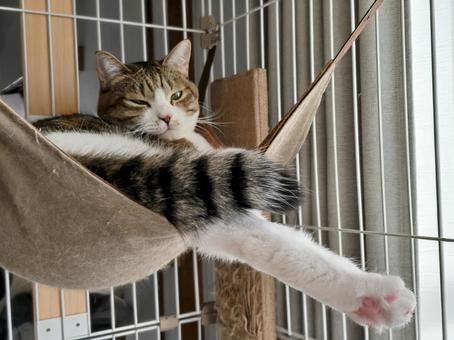 ハンモックの中の猫 猫,ネコ,ペットの写真素材