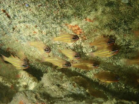 キンセンイシモチ 海,海の生き物,沖縄の写真素材