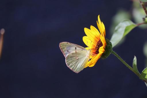 モンシロチョウのとまる小型ひまわりの花 モンシロチョウのとまる小型ひまわりの花の写真