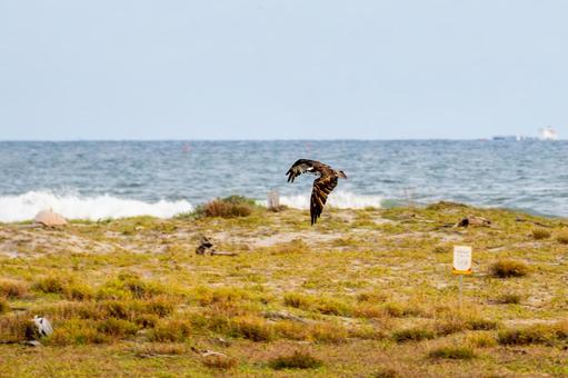 ミサゴ(124) 鳥,ミサゴ,ウオタカの写真素材