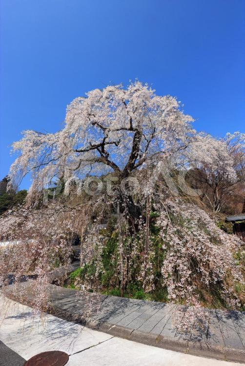 弾正糸桜（しだれ桜） 弾正糸桜,彈正糸桜,だんじょういとざくらの写真素材