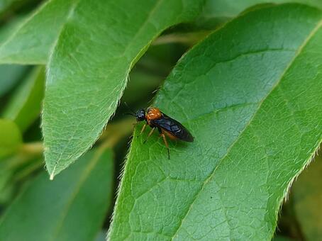キイロハバチ キイロハバチ,虫,昆虫の写真素材