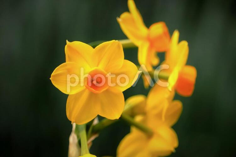 美しい水仙の花 花,水仙,スイセンの写真素材