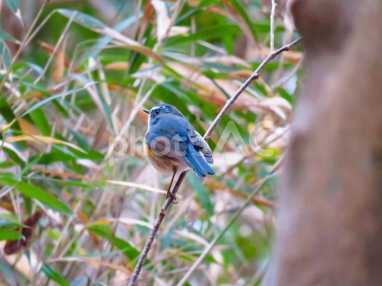 枝に留まるルリビタキのオス ルリビタキ,瑠璃鶲,るりびたきの写真素材