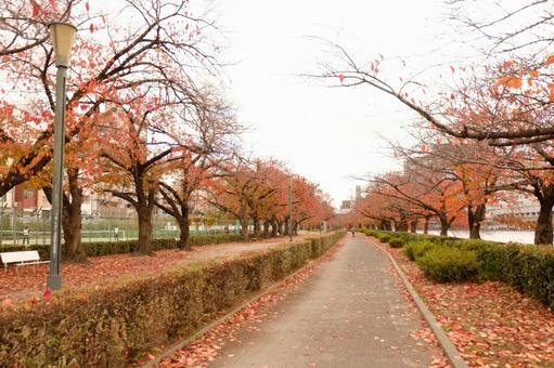 紅葉の散歩道 紅葉の散歩道 紅葉,秋,並木道の写真素材