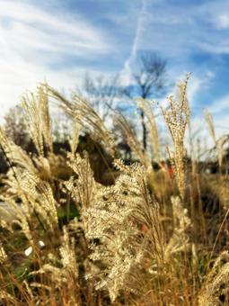 風に揺れるススキ 空,ススキ,風の写真素材