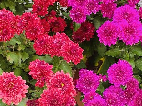 ビビッドな菊 ビビッドな菊 赤,たくさん,自然の写真素材