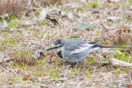 地面を歩くハクセキレイ ハクセキレイ,鳥,野鳥の写真素材