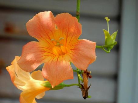 【花の写真】ノウゼンカズラ(凌霄花) 【花の写真】ノウゼンカズラ(凌霄花) ノウゼンカズラ,凌霄花,自然の写真素材