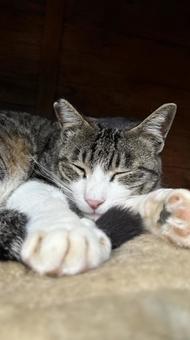 眠る猫 猫,ねこ,眠るの写真素材