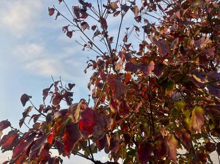 見上げた先の紅葉と秋の空 秋,空,植物の写真素材