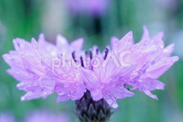 雨に濡れたヤグルマソウ 矢車菊,矢車草,花の写真素材