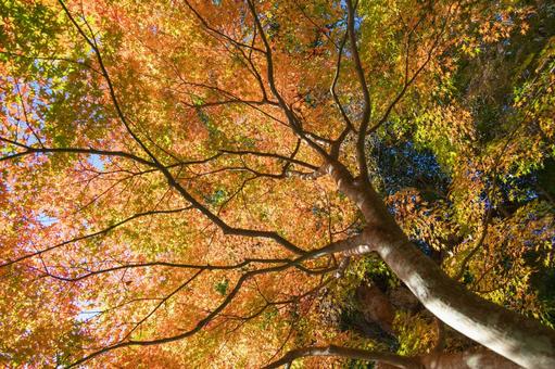 秋の気配・色づく紅葉 秋の気配・色づく紅葉 紅葉,モミジ,秋の写真素材