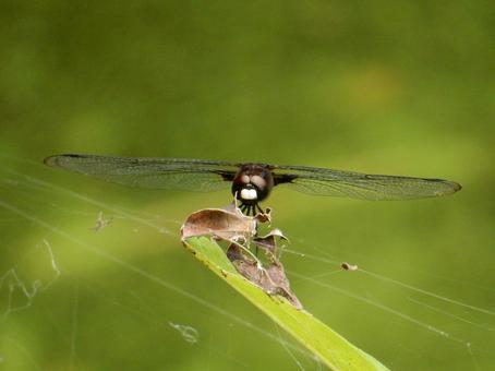 Photo, pseudothemis dragonfly, waist sky dragonfly, natural, 