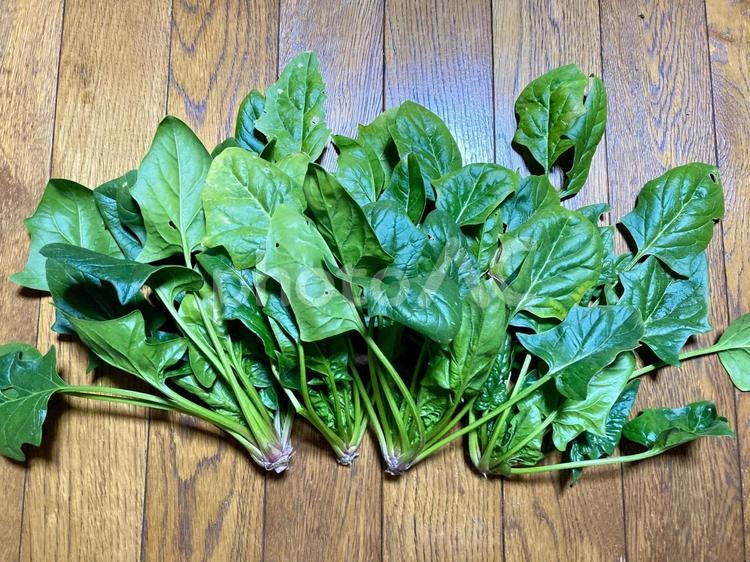 家庭菜園ほうれん草 ほうれん草,野菜,栽培の写真素材