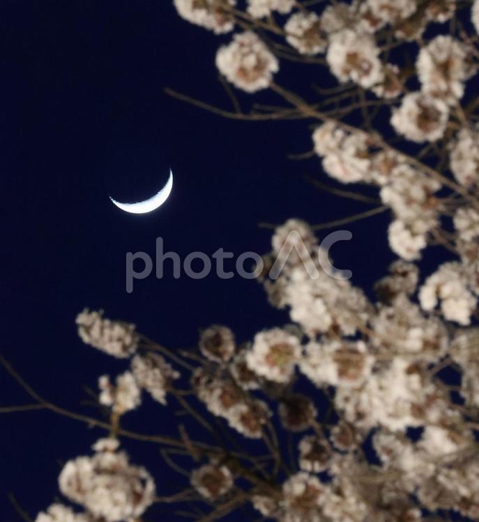 夜桜と三日月 夜桜,三日月,夜の写真素材