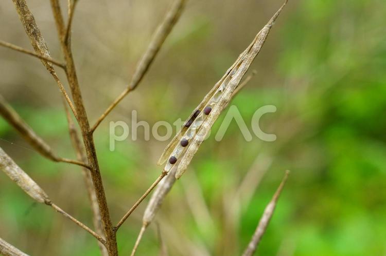 弾け飛ぶ前の菜の花の種 自然,植物,動物の写真素材