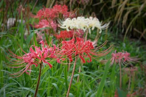 赤白の曼珠沙華と秋の草 赤白の曼珠沙華と秋の草 彼岸花,曼珠沙華,ヒガンバナの写真素材