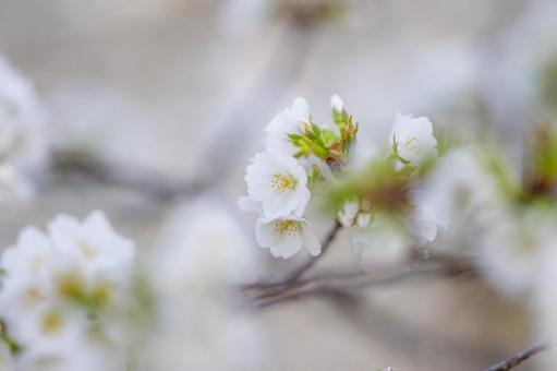 桜 桜の写真