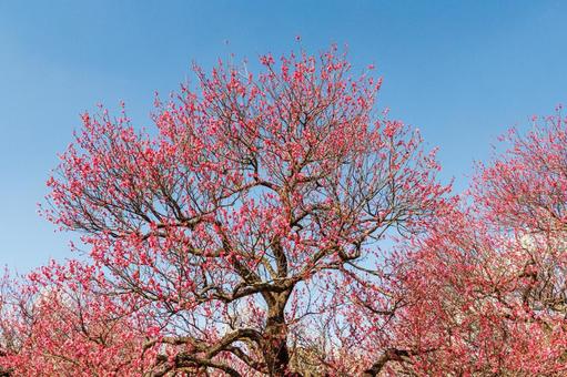 青空に映える満開の紅梅 梅,迎春,梅の花の写真素材