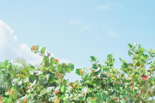 青空と南国の木々の背景 青空と南国の木々の背景の写真