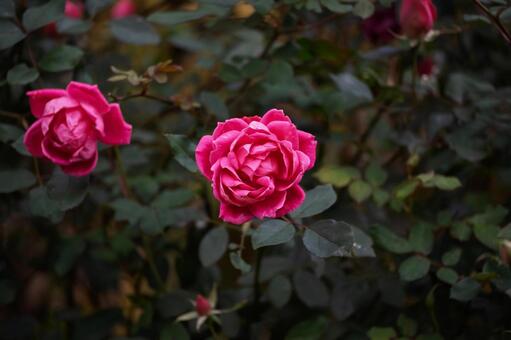 雨に濡れたピンクのバラ 新鮮,人物なし,雨季の写真素材