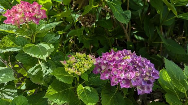 庭のあじさい あじさい,アジサイ,きれいの写真素材