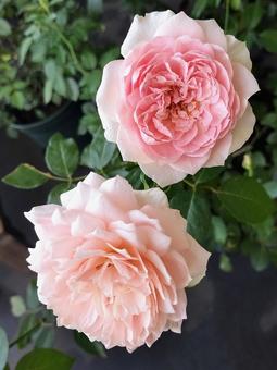 ベランダのバラ・ローブデコルテ ベランダのバラ・ローブデコルテ 薔薇,バラ,ローブデコルテの写真素材