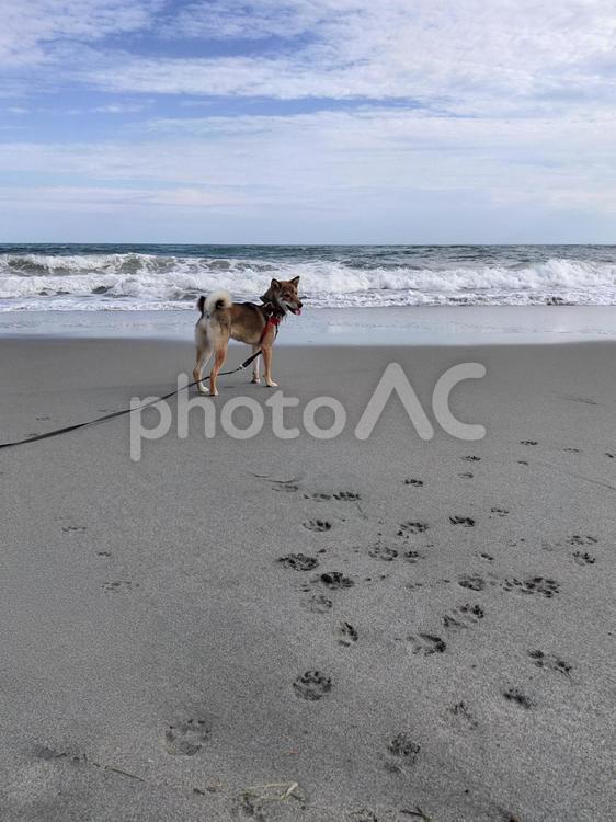 愛犬と海に行ってきました 海,砂,自然の写真素材