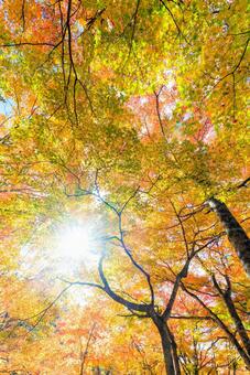 北海道の紅葉 紅葉,秋,季節の写真素材